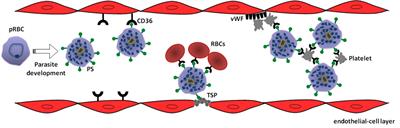 Insights into the Cytoadherence Phenomenon of Plasmodium vivax: The Putative Role of Phosphatidylserine